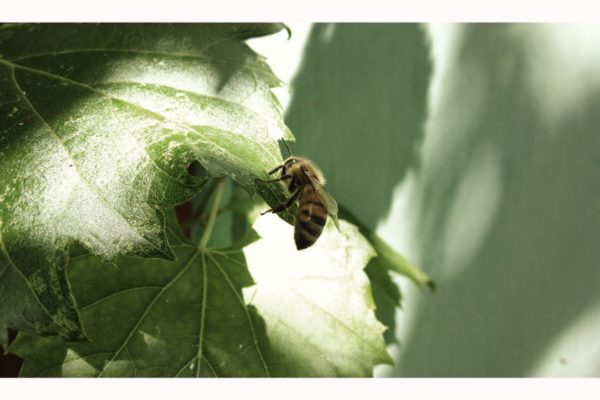 Cosmic Honey bee on leaf 01 Cosmic Honey bee on leaf 01