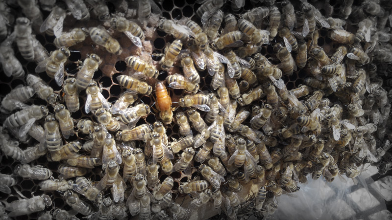 Queen Honey Bee Appalina