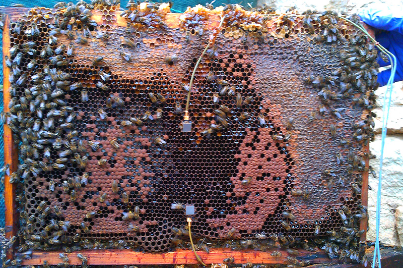 frame from a bee hive with accelerometers embedded