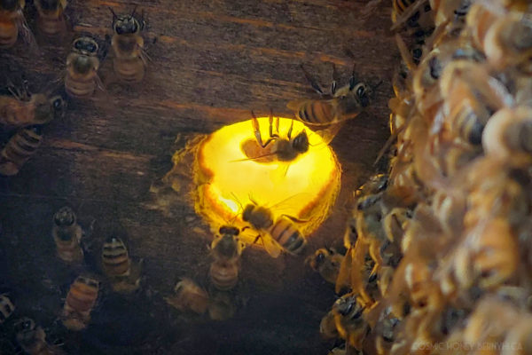 honey bee inside a bee hive backlit by the sun