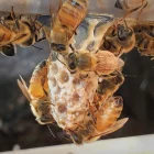 Queen Bee in her birth cell, surrounded by attendant worker bees