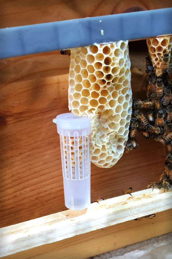 queen bee cell in a hair roller cage for protection, ready to be placed in a colony